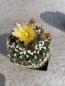 Preview: Turbinicarpus spec.